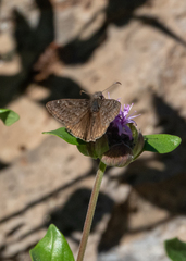Erynnis propertius