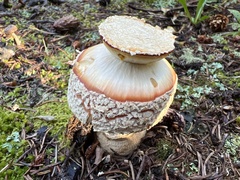 Amanita muscaria flavivolvata