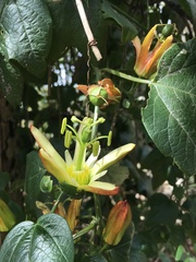 Passiflora herbertiana