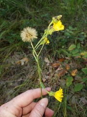 Hieracium umbellatum