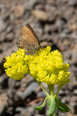 Callophrys gryneus