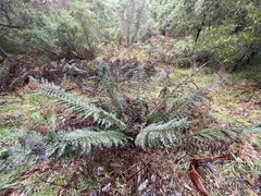 Polystichum proliferum