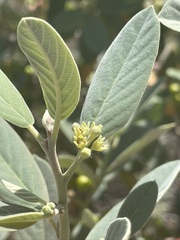 Frangula californica tomentella