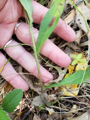 Hieracium umbellatum
