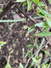 Acrotriche divaricata