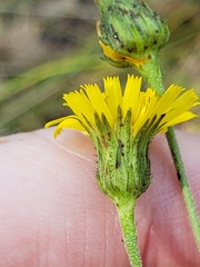 Hieracium umbellatum