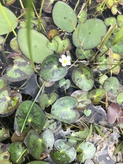 Nymphoides cordata