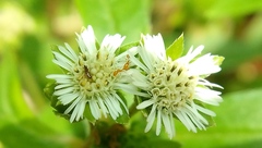 Eclipta prostrata