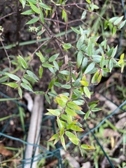 Acrotriche divaricata