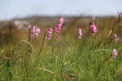 Watsonia mtamvunae