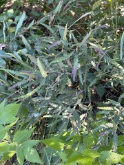 Comptonia peregrina