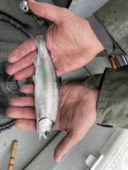 Oncorhynchus kisutch