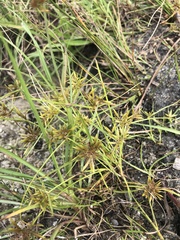 Cyperus polystachyos