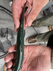 Oncorhynchus kisutch