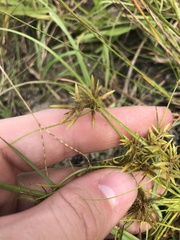 Cyperus polystachyos
