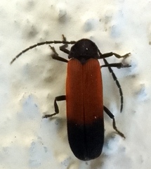 Arcyria cinerea
