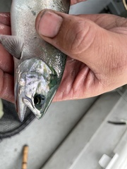Oncorhynchus kisutch