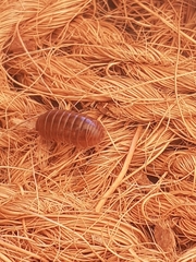 Holoverticata