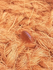 Holoverticata