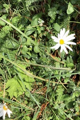 Leucanthemum