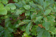 Polystepha pustuloides