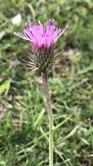 Carduus defloratus