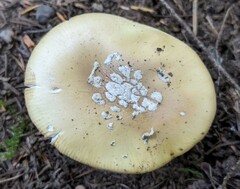 Gemmatae