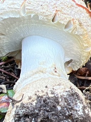Amanita muscaria flavivolvata