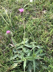 Carduus defloratus
