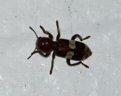 Enoclerus quadrisignatus