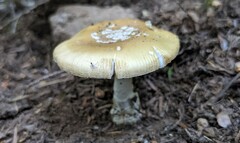 Gemmatae
