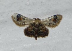 Idaea asceta