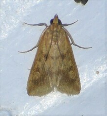 Achyra bifidalis