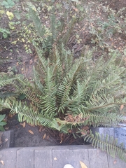 Polystichum munitum
