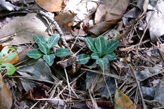 Goodyera pubescens