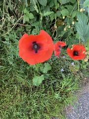 Papaver