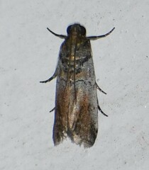 Chararica hystriculella