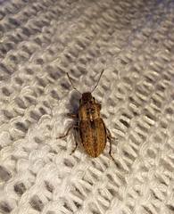 Naupactus peregrinus