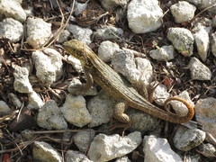 Leiocephalus carinatus