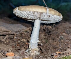 Gemmatae
