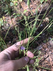 Lactuca graminifolia