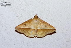 Ugia viridior