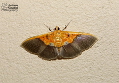 Syllepte bipartalis