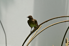 Turdus ignobilis
