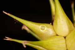 Carex louisianica