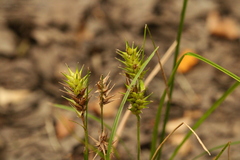 Carex louisianica