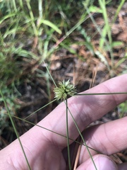 Cyperus filiculmis