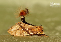 Dudusa synopla