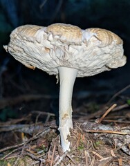Gemmatae