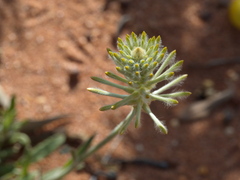 Ptilotus